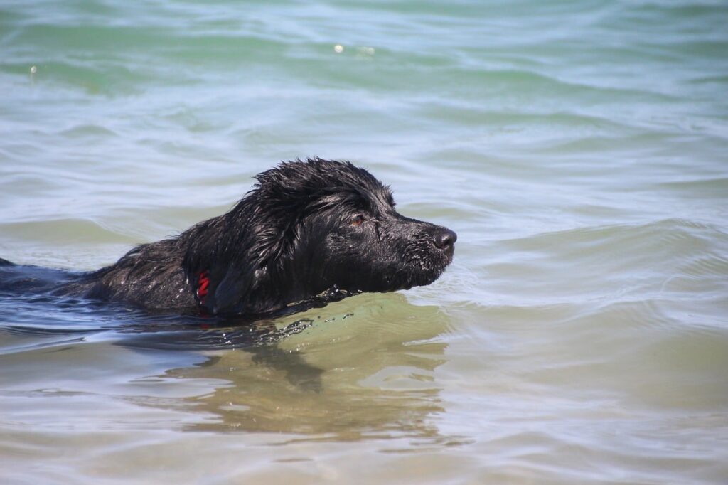 Oorzaak botulisme honden