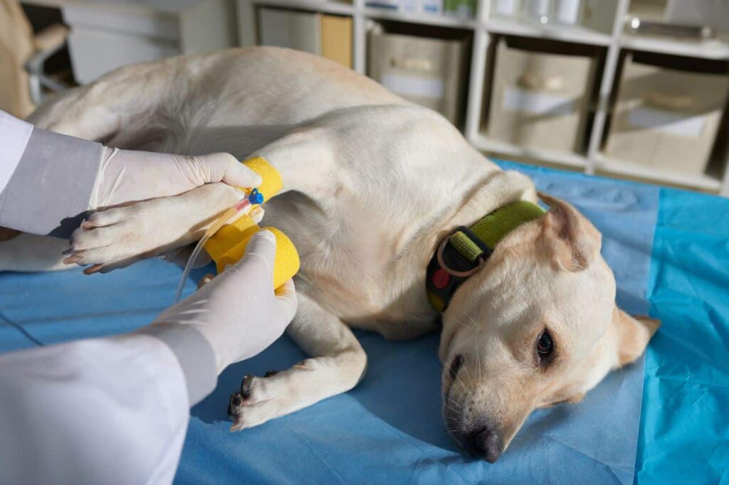 Bloedonderzoek bij een hond