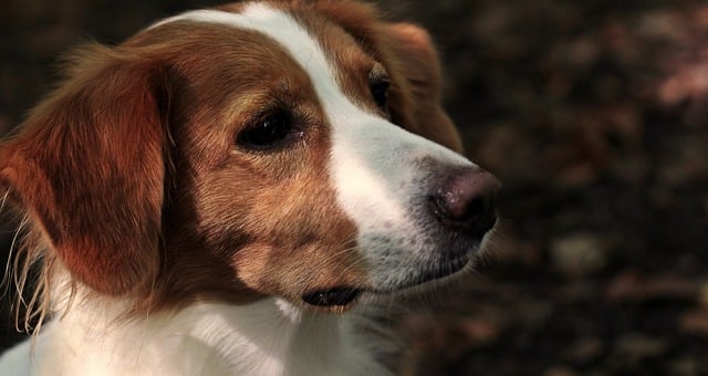 Botulisme bij honden