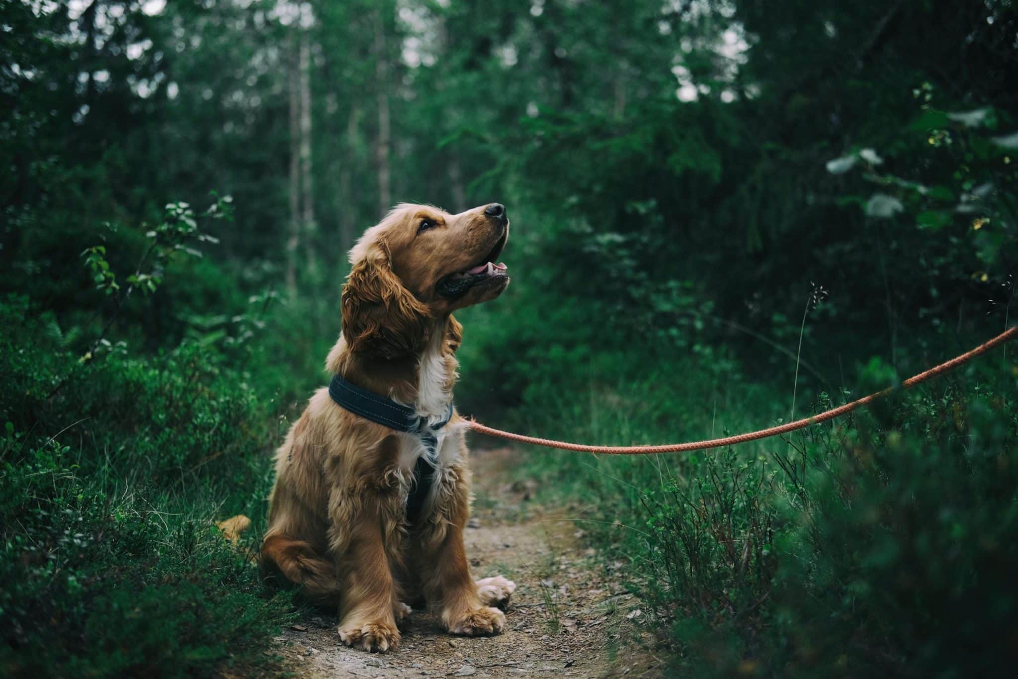 Honden acupuctuur