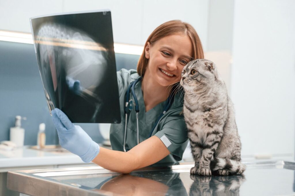 CT Scan Kosten Kat