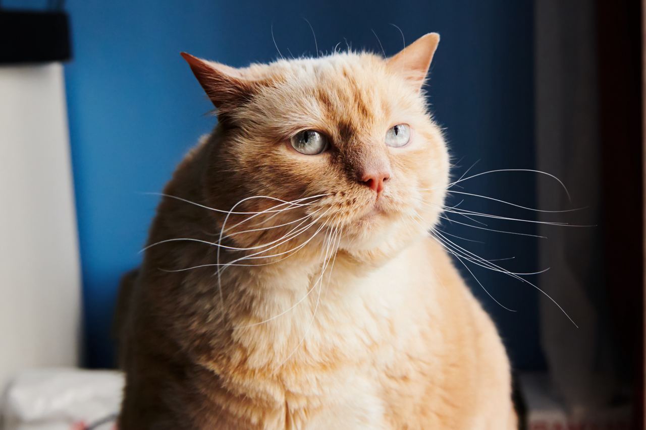 Diabetes bij Katten