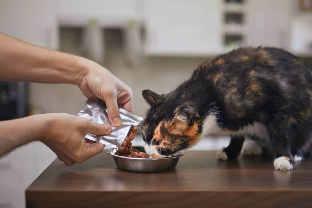 Kat eet veel door suikerziekte