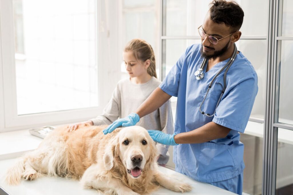 Hond bij dierenarts