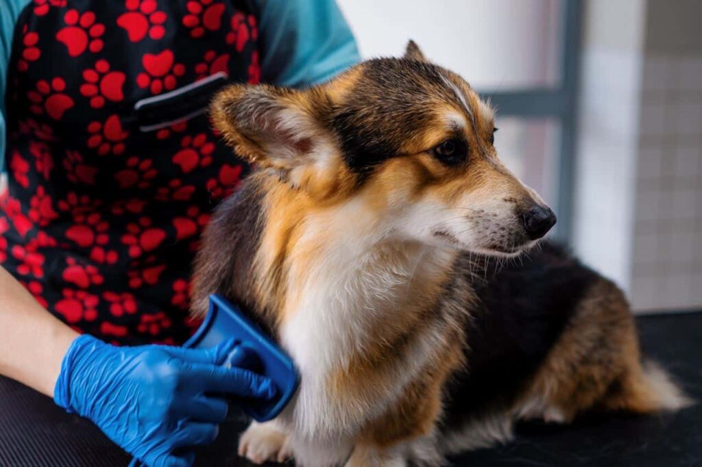Hotspot bij een hond