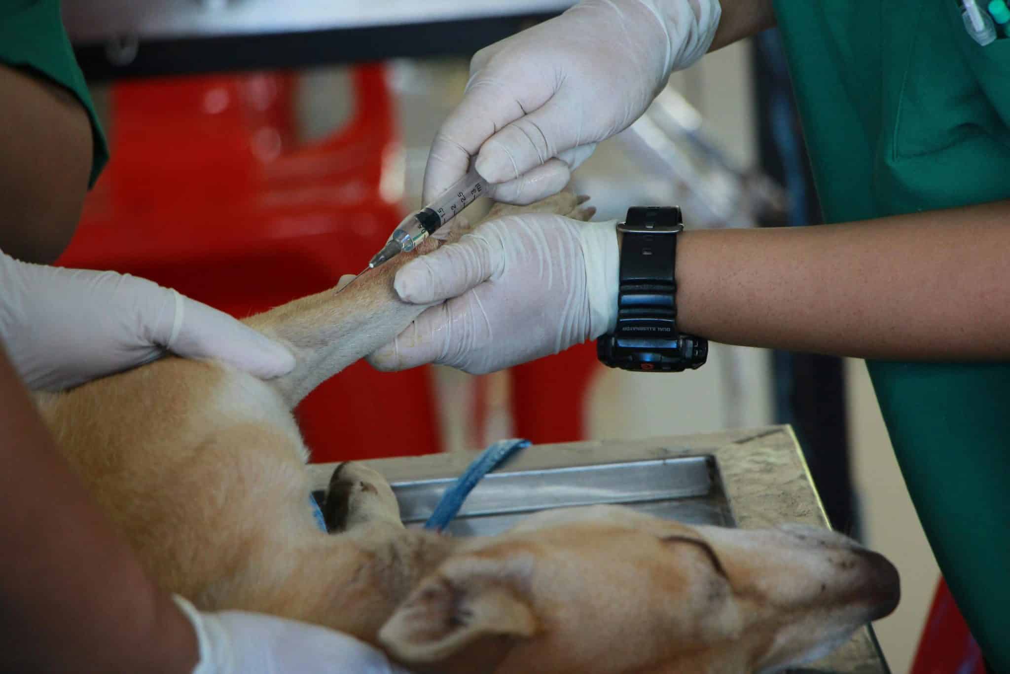 Honden operatie