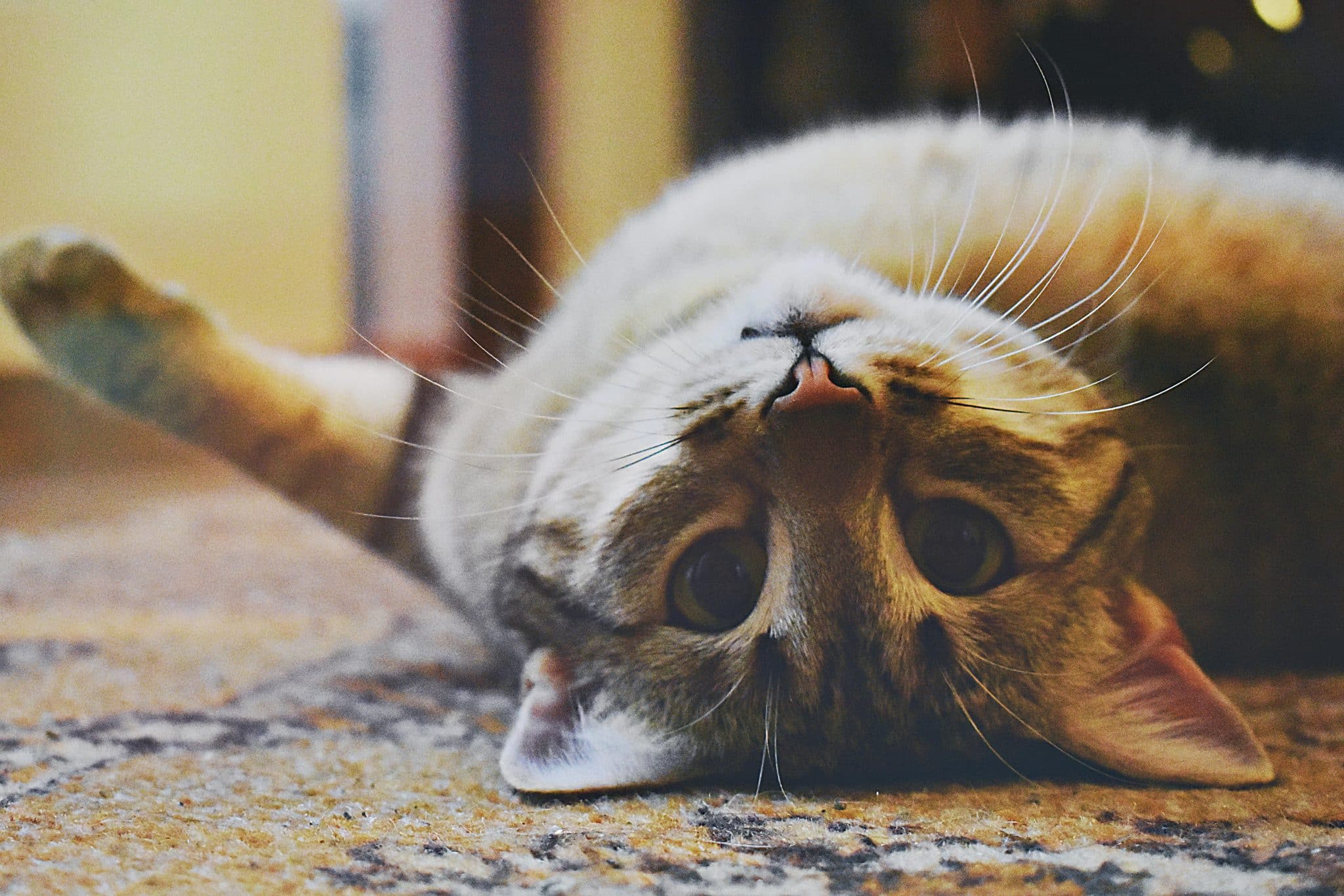 gedragstherapie voor katten blog banner