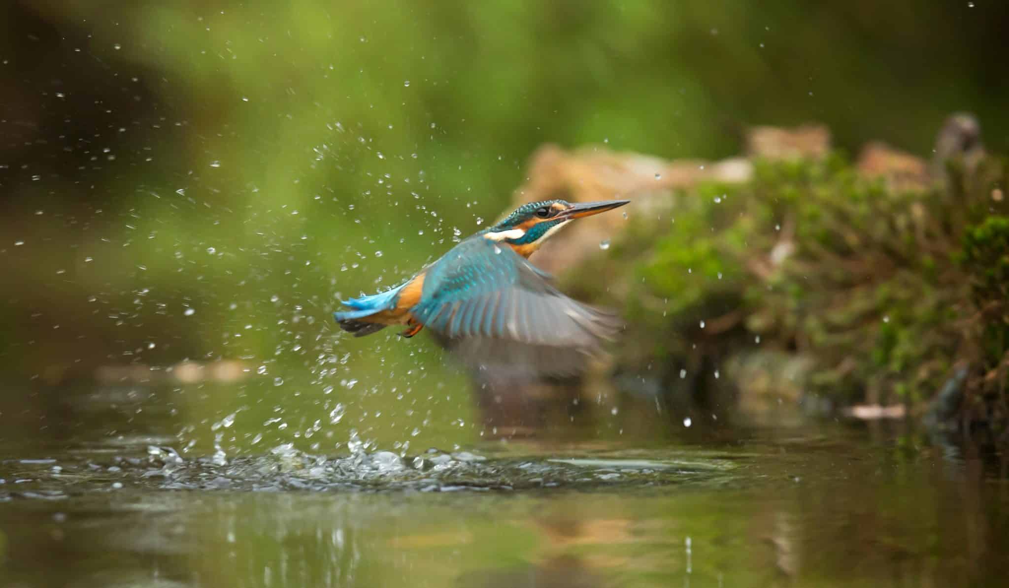 hoe lang is een vogel zwanger
