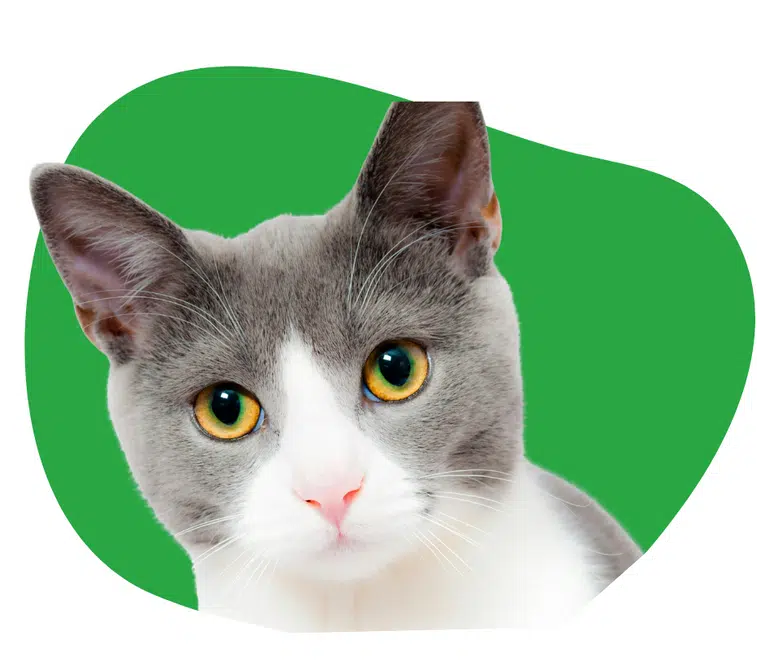 OHRA Kattenverzekering