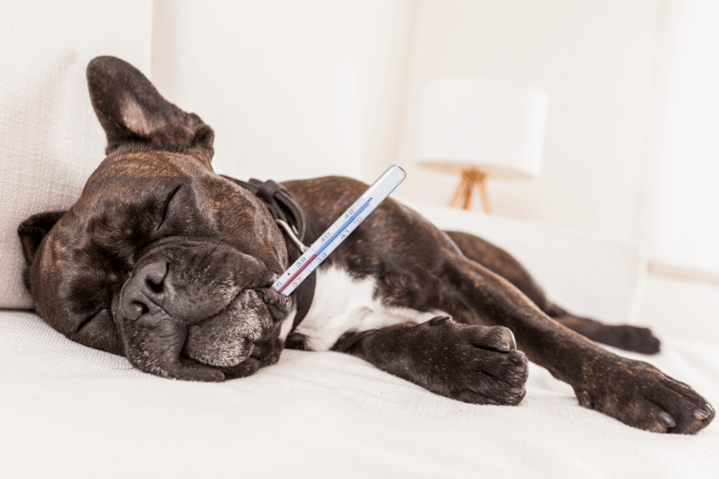 Kosten ontwormen hond dierenarts