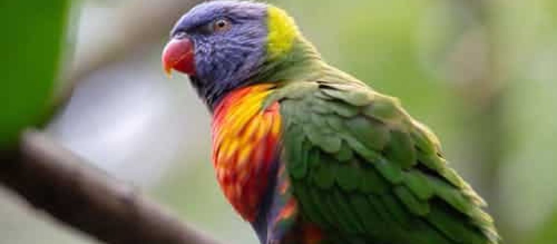 Bek- en vederrot bij vogels