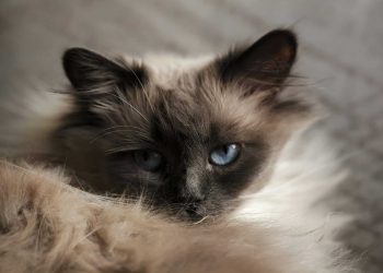 Blog banner Artrose Kat