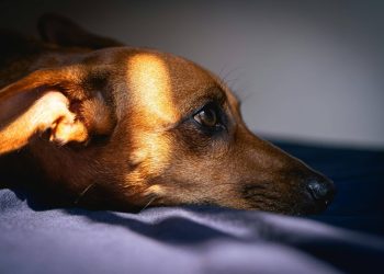 Blog banner oorontsteking hond