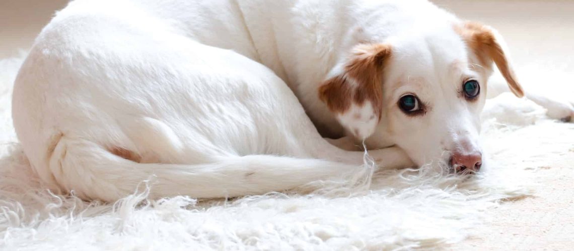Temperatuur hond