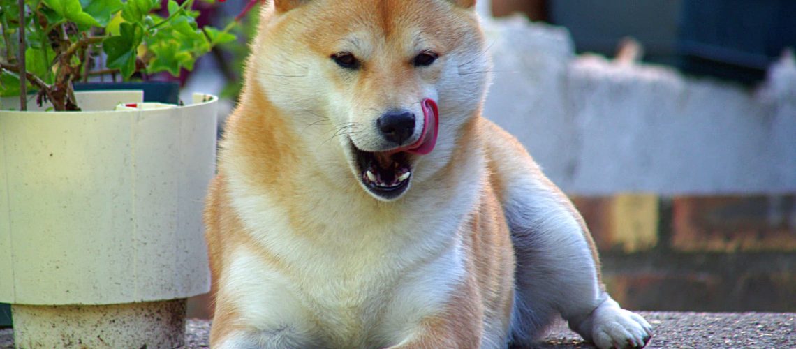 botbreuk hond