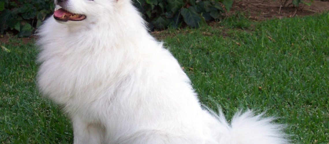 luizen hond