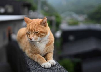 Kat begraven blog banner dierenverzekeringvergelijken