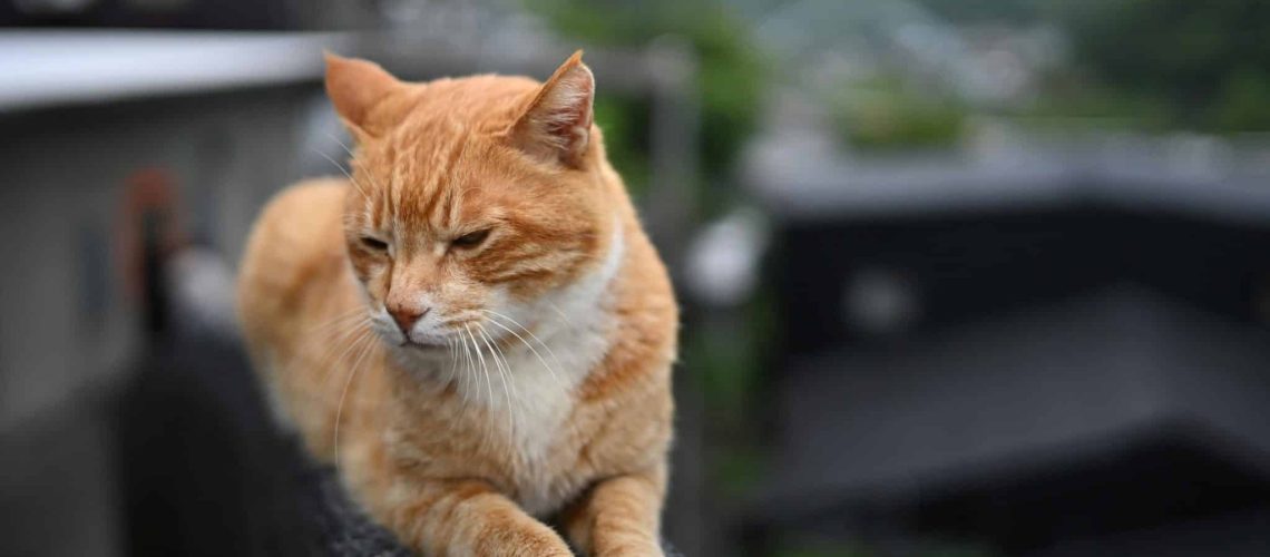 Kat begraven blog banner dierenverzekeringvergelijken