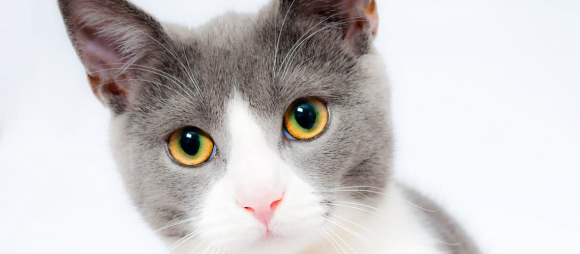 Kosten Steralisatie Kat