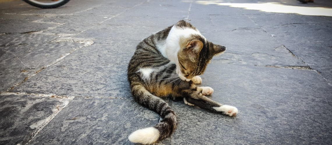 Kosten amputatie poot kat 2