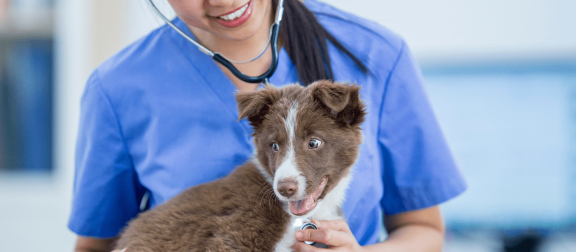 Kosten ontwormen hond dierenarts