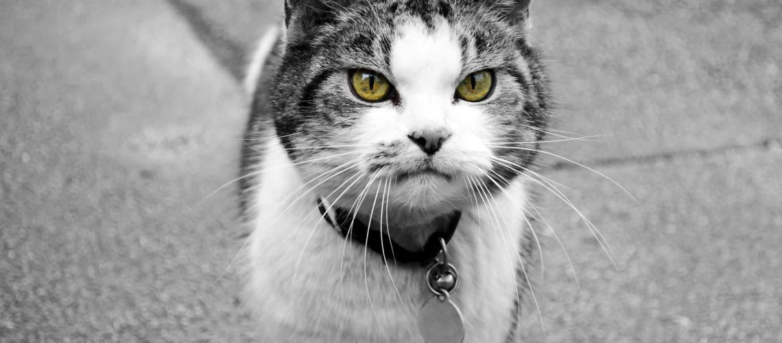 Kosten kat gebitsreiniging 2