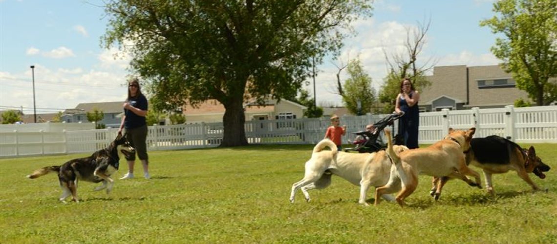 Kosten operatie navelbreuk hond 2
