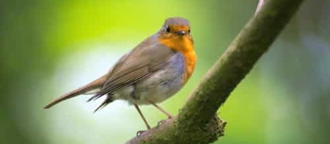 Legnood bij vogels