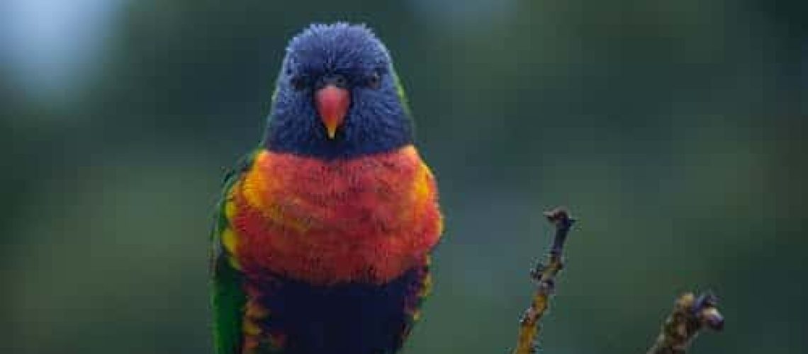 Schurftmijt bij vogels