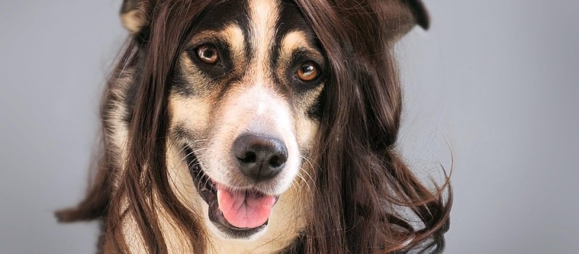 honden haaruitval