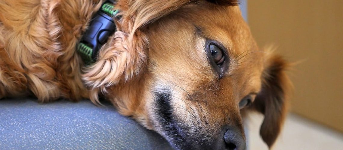 Hond derde ooglid