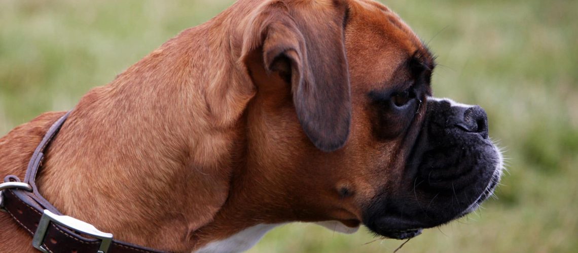 Zwangerschap hond