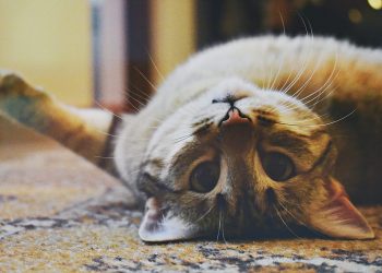 gedragstherapie voor katten blog banner