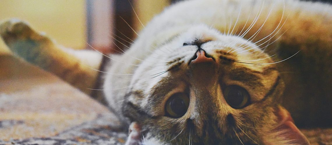 gedragstherapie voor katten blog banner