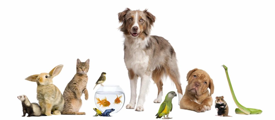 Makkelijke huisdieren: de perfecte dieren voor beginners