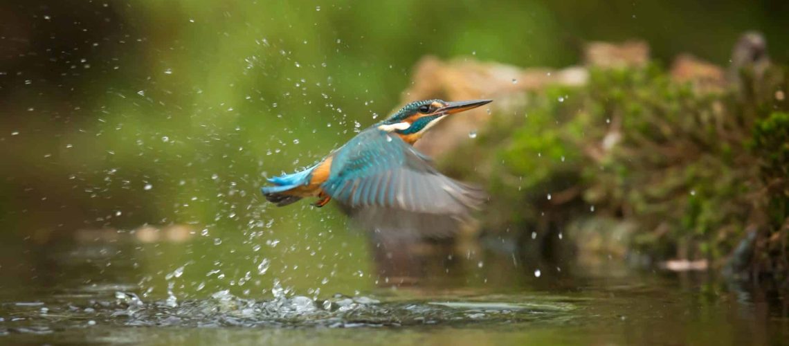 hoe lang is een vogel zwanger