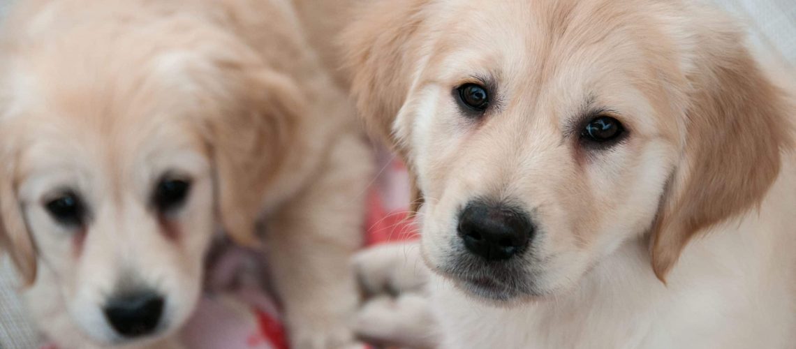 Puppy zindelijk