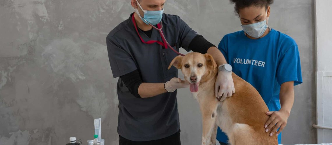 hondsdolheid vaccinatie hond blog banner