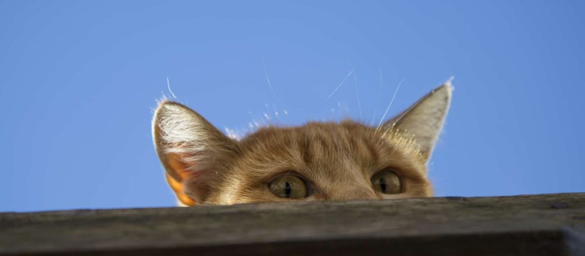 kosten chippen kat