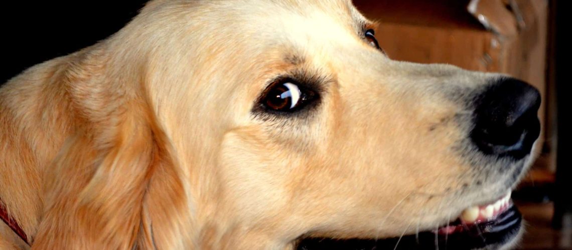 kosten hond leverhunt 2