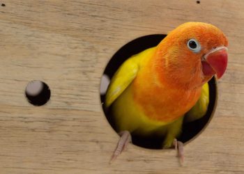 Vogel als huisdier nemen