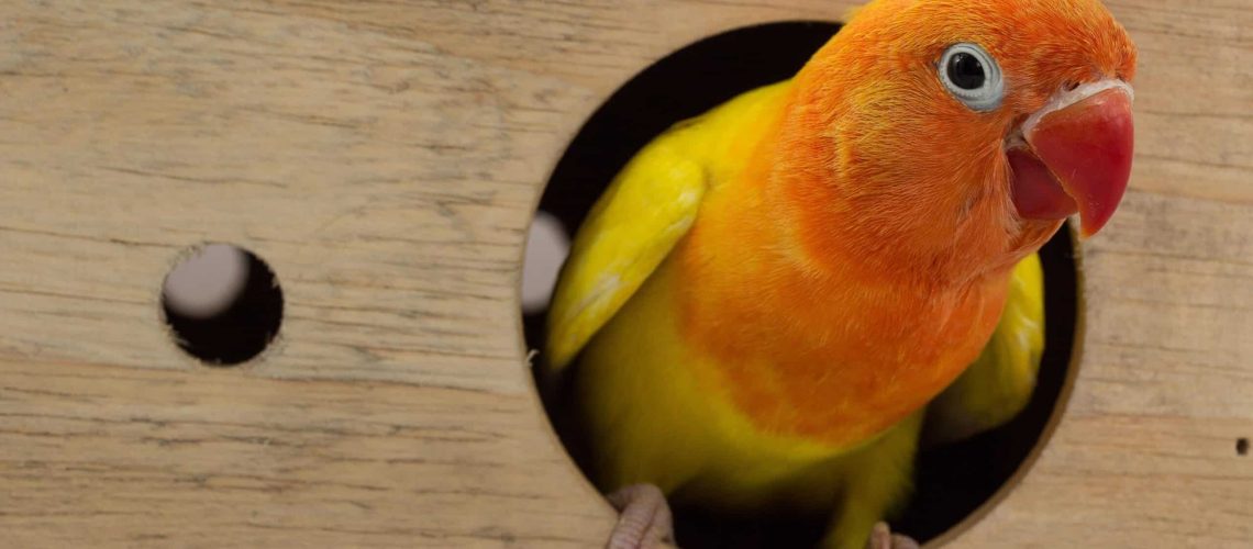 Vogel als huisdier nemen