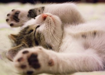 oudere kat verzekeren blog banner