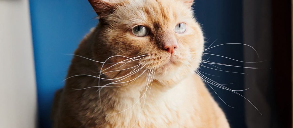 Diabetes bij Katten