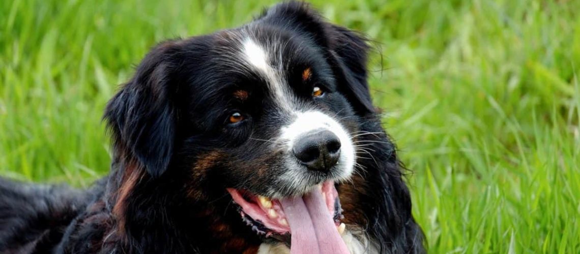 puppy heeft diarree 2
