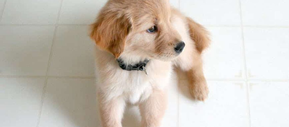 puppy jeuk 2