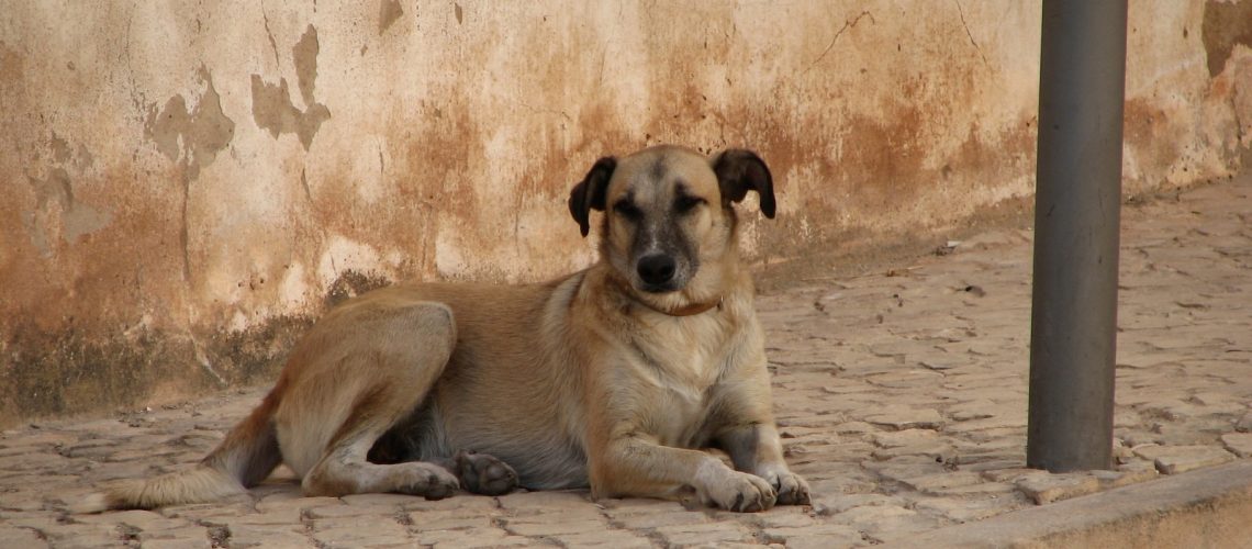 Niezen hond