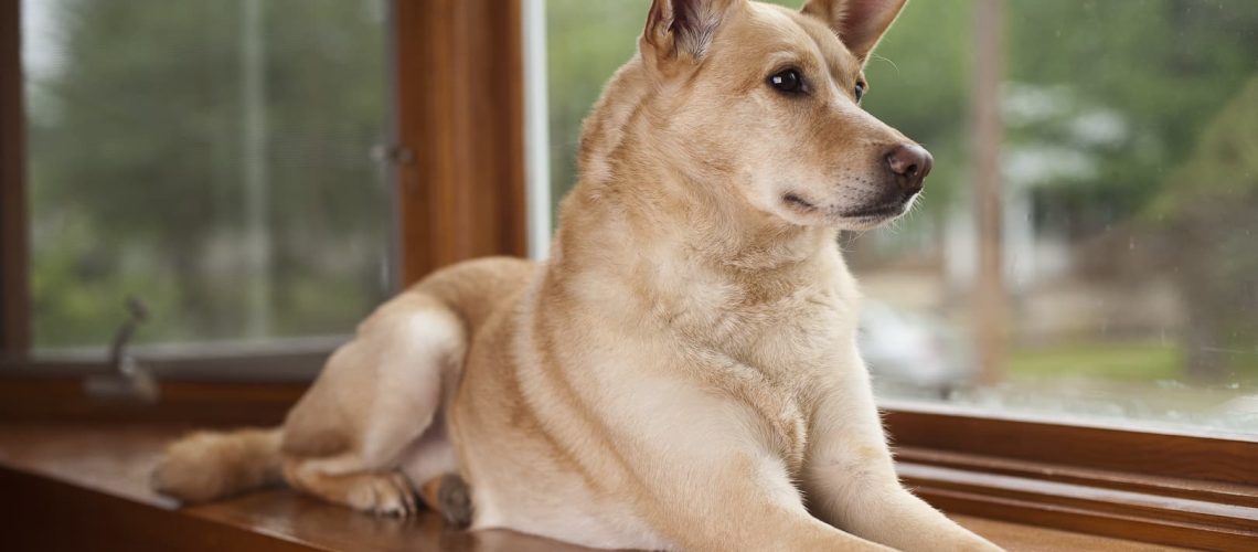 Hond uit asiel